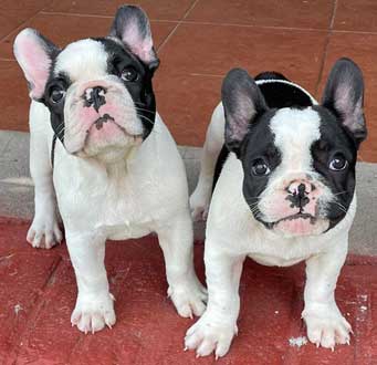 cachorros bulldog frances Uruguay