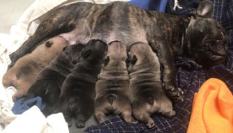 cachorros bulldog frances Uruguay