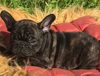 cachorros bulldog frances en venta  uruguay